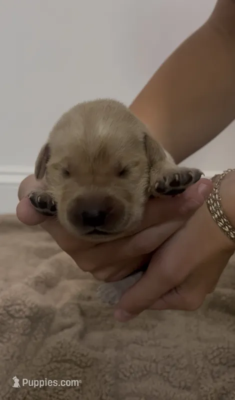 Ace – Goldador puppy for sale in Fuquay Varina, NC