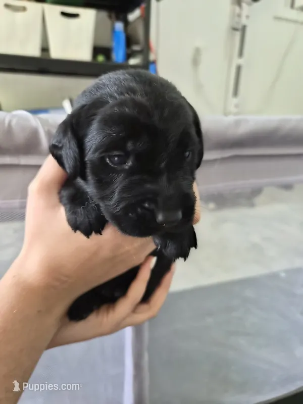 Birdie  – Goldador puppy for sale in Fuquay Varina, NC