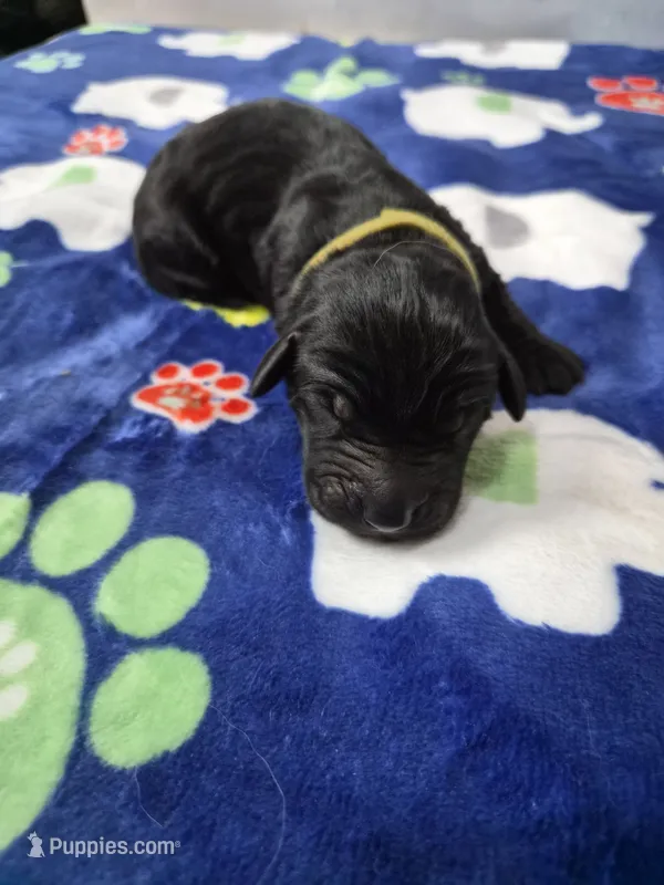 Tuck – Goldador puppy for sale in Fuquay Varina, NC
