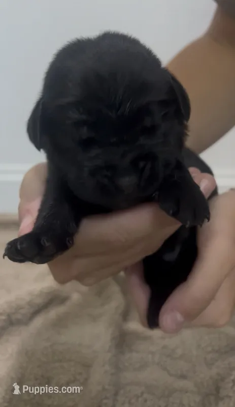 Koda – Goldador puppy for sale in Fuquay Varina, NC