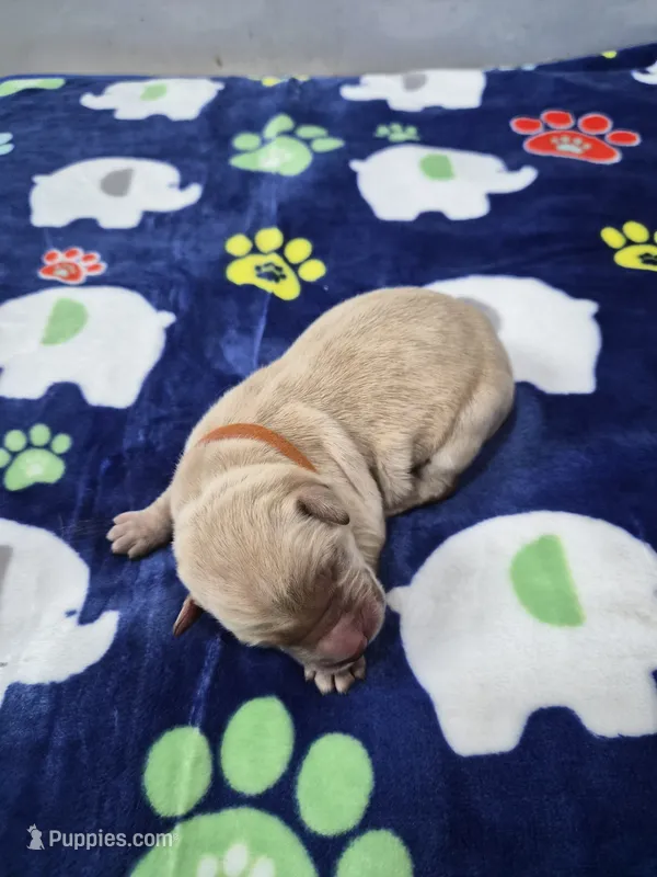 Ace – Goldador puppy for sale in Fuquay Varina, NC