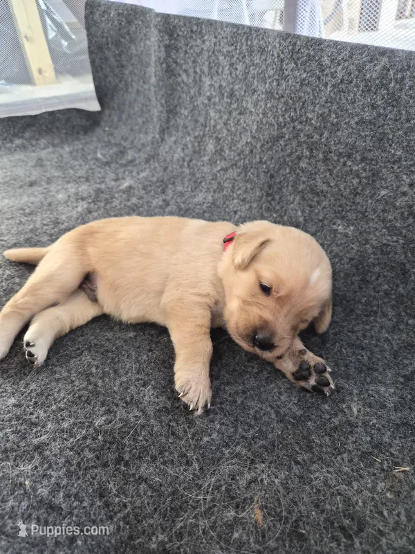 Red – Goldador puppy for sale in Fuquay Varina, NC