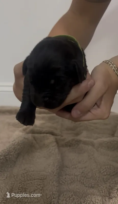 Tuck – Goldador puppy for sale in Fuquay Varina, NC