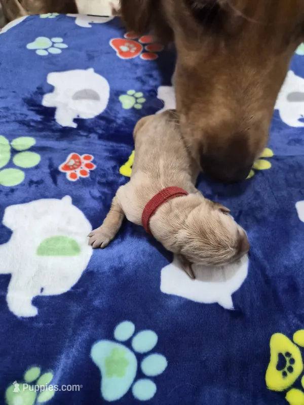 Red – Goldador puppy for sale in Fuquay Varina, NC