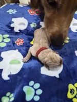 Red, a male Goldador for sale in Fuquay Varina, NC – 1 of 2