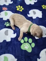 Diesel, a male Goldador for sale in Fuquay Varina, NC – 2 of 2