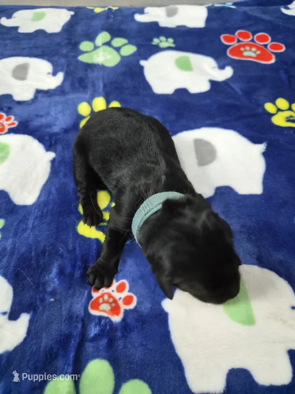 Rosco – Goldador puppy for sale in Fuquay Varina, NC