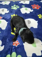Rosco, a male Goldador for sale in Fuquay Varina, NC – 1 of 2