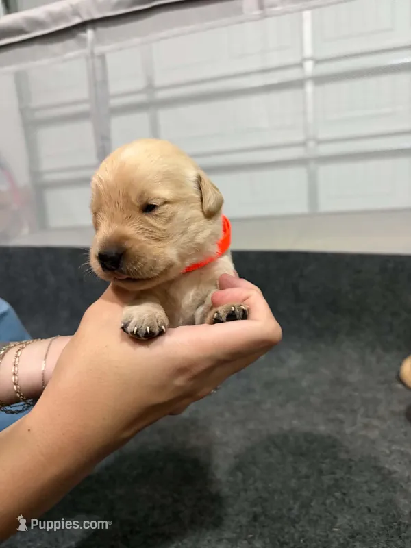 Ace – Goldador puppy for sale in Fuquay Varina, NC