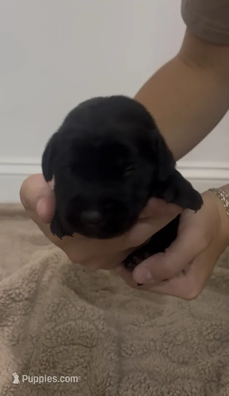 Birdie  – Goldador puppy for sale in Fuquay Varina, NC