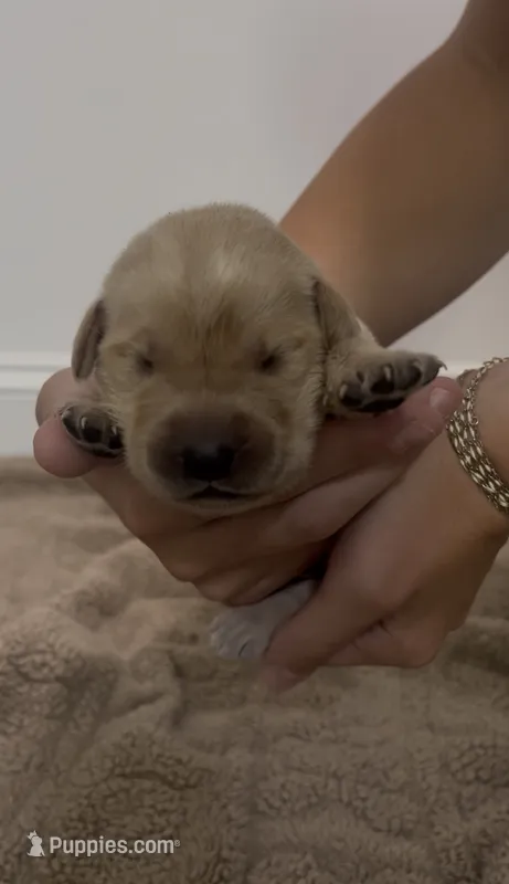 Hoss – Goldador puppy for sale in Fuquay Varina, NC