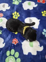 Tuck, a male Goldador for sale in Fuquay Varina, NC – 2 of 2
