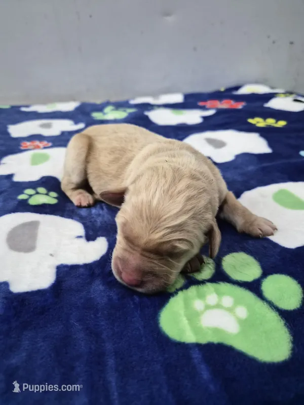 Diesel – Goldador puppy for sale in Fuquay Varina, NC