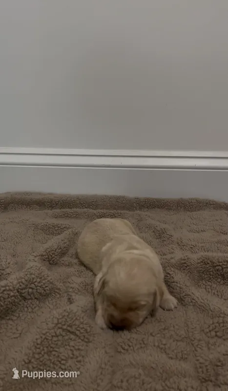 Diesel – Goldador puppy for sale in Fuquay Varina, NC