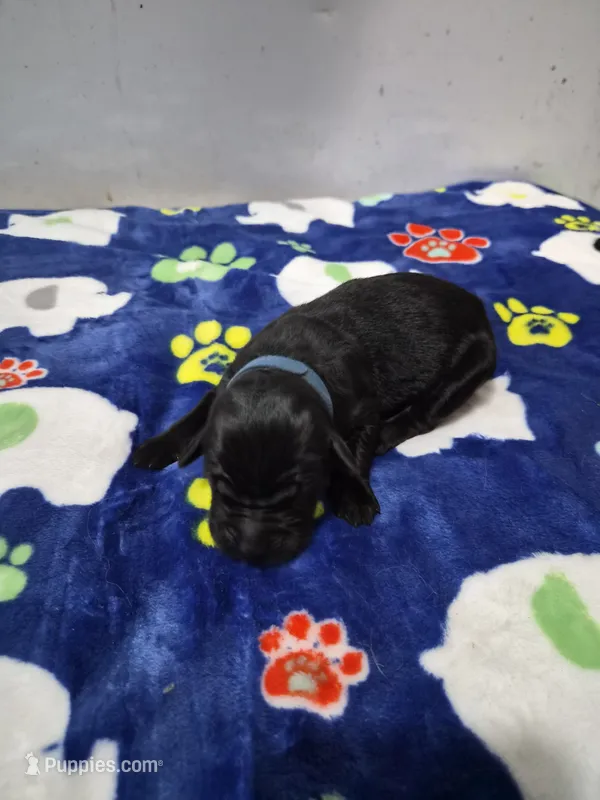 Koda – Goldador puppy for sale in Fuquay Varina, NC