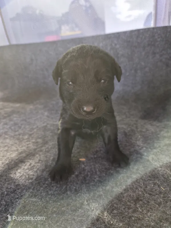 Tuck – Goldador puppy for sale in Fuquay Varina, NC