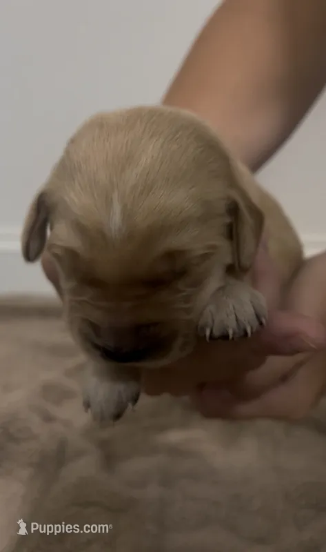 Red – Goldador puppy for sale in Fuquay Varina, NC