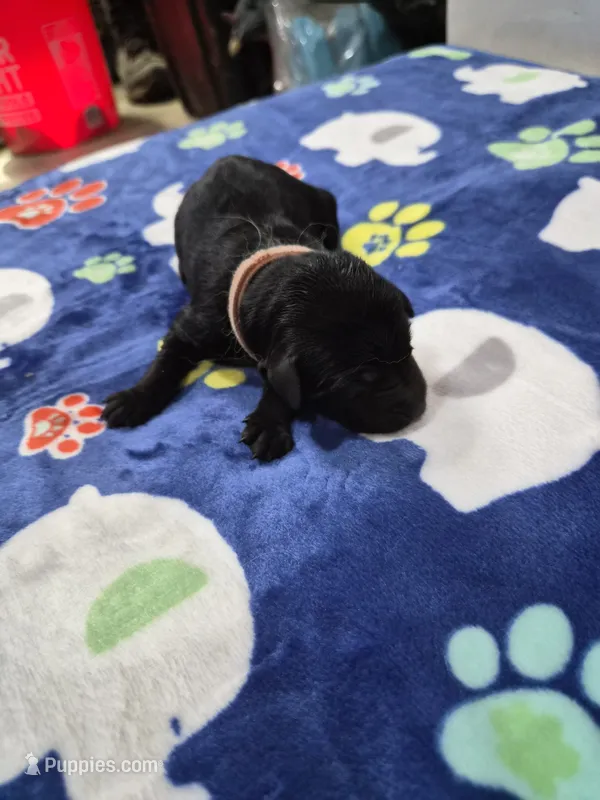 Cookie – Goldador puppy for sale in Fuquay Varina, NC