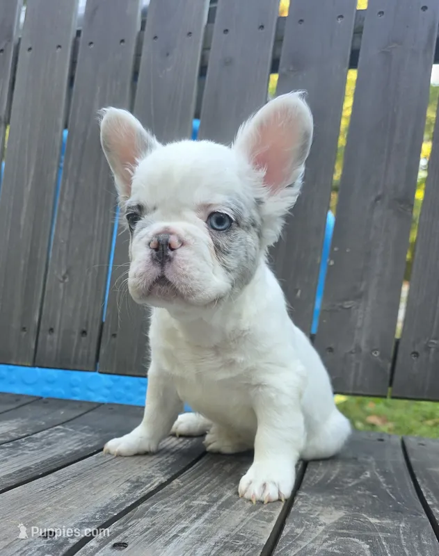 Draco – French Bulldog puppy for sale in Creedmoor, NC