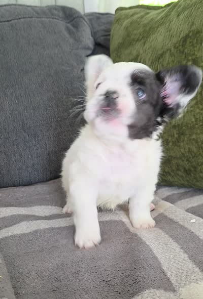 Harry Potter, a male French Bulldog for sale in Creedmoor, NC – 5 of 5