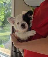 Harry Potter, a male French Bulldog for sale in Creedmoor, NC – 4 of 5