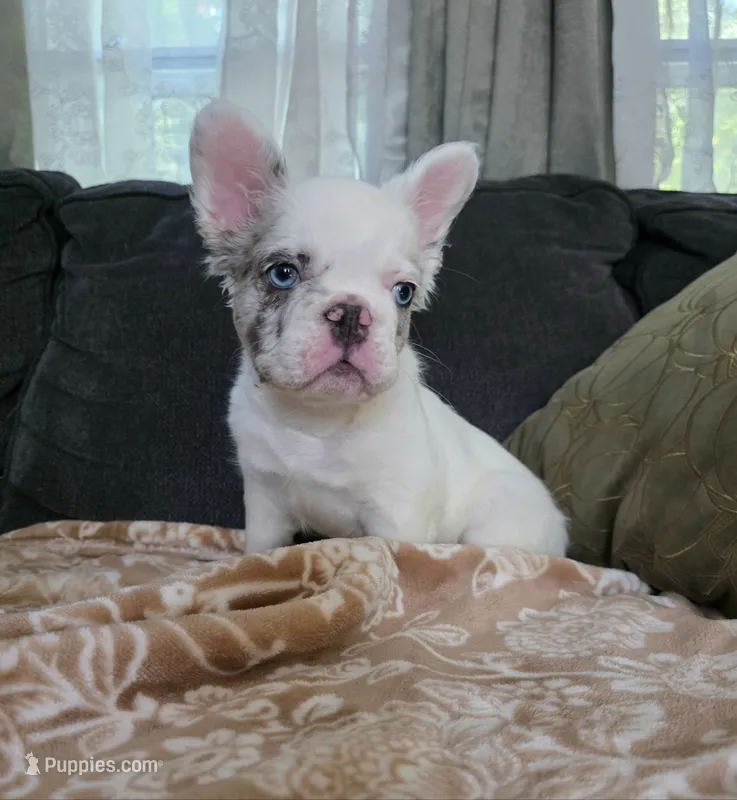 Draco – French Bulldog puppy for sale in Creedmoor, NC