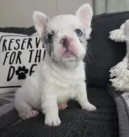Draco, a male French Bulldog for sale in Creedmoor, NC – 3 of 4