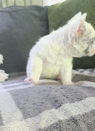 Draco, a male French Bulldog for sale in Creedmoor, NC – 4 of 4