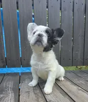 Harry Potter, a male French Bulldog for sale in Creedmoor, NC – 2 of 5