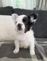 Harry Potter, a male French Bulldog for sale in Creedmoor, NC – 3 of 5