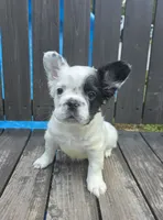 Harry Potter, a male French Bulldog for sale in Creedmoor, NC – 1 of 5
