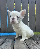 Draco, a male French Bulldog for sale in Creedmoor, NC – 2 of 4