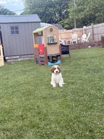 Stella , a female Goldendoodle for sale in Bethlehem, PA – 3 of 3
