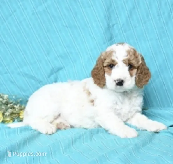 Stella  – Goldendoodle puppy for sale in Bethlehem, PA