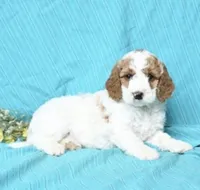 Stella , a female Goldendoodle for sale in Bethlehem, PA – 1 of 3