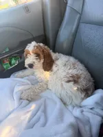 Stella , a female Goldendoodle for sale in Bethlehem, PA – 2 of 3