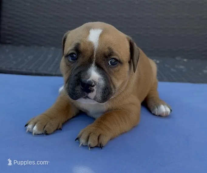 Anthos Rayne Staffy’s Ozzie – Staffordshire Bull Terrier puppy for sale in Fresno, CA