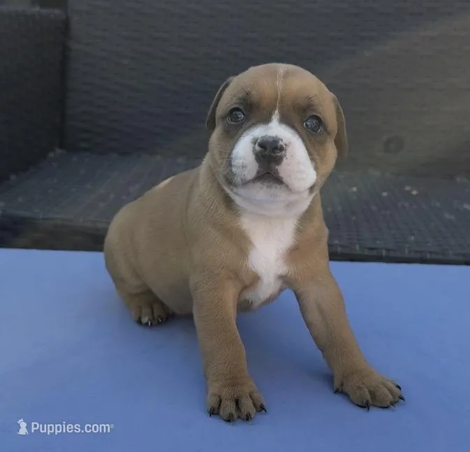 Anthos Rayne Staffy’s Olive – Staffordshire Bull Terrier puppy for sale in Fresno, CA