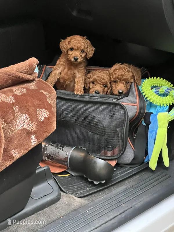Star, a female Poodle - Toy  for sale in Jonesboro, GA – Photo 1 of 2