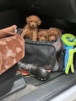Star, a female Poodle - Toy  for sale in Jonesboro, GA – Photo 1 of 2