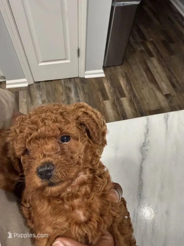 Sage – Poodle - Toy  puppy for sale in Jonesboro, GA