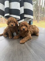 Sage, a male Poodle - Toy  for sale in Jonesboro, GA – 2 of 2