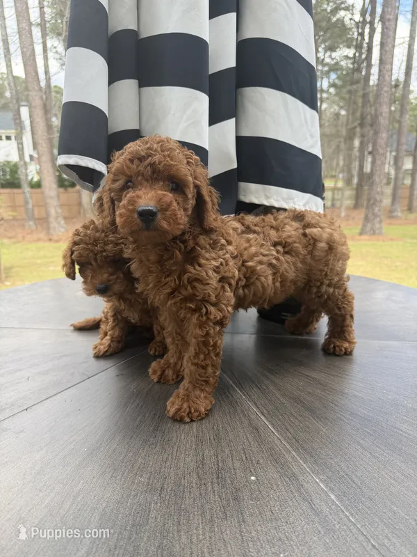 Scout – Poodle - Toy  puppy for sale in Jonesboro, GA