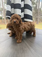 Scout, a male Poodle - Toy  for sale in Jonesboro, GA – 1 of 1