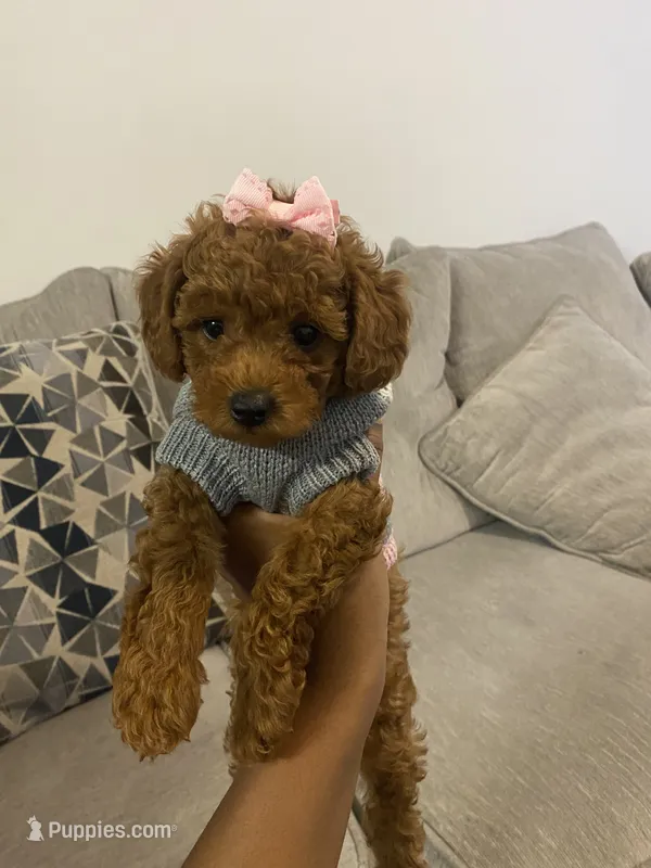 Sage – Poodle - Toy  puppy for sale in Jonesboro, GA