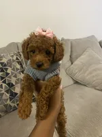 Sage, a female Poodle - Toy  for sale in Jonesboro, GA – 1 of 3
