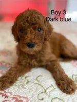 Boy 3, a male Goldendoodle for sale in New Braunfels, TX – Photo 3 of 3