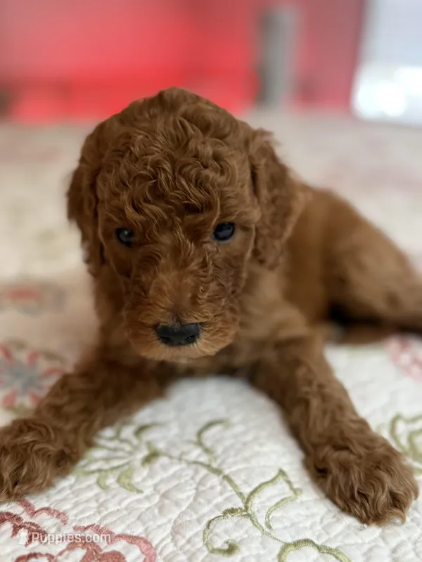 Boy 3 – Goldendoodle puppy for sale in New Braunfels, TX