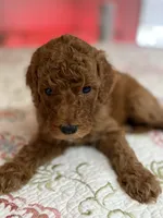 Boy 3, a male Goldendoodle for sale in New Braunfels, TX – Photo 1 of 3
