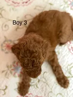 Boy 3, a male Goldendoodle for sale in New Braunfels, TX – Photo 2 of 3